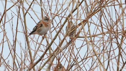 Brambling