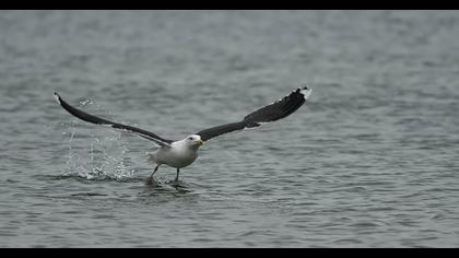 Büyük karasırtlı martı