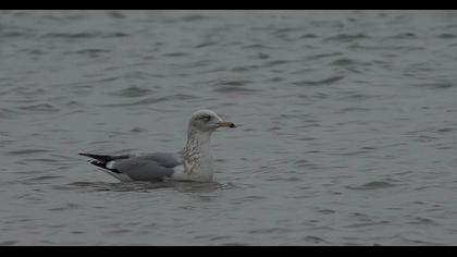 Kuzey gümüş martı