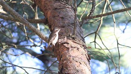 Bahçe tırmaşıkkuşu