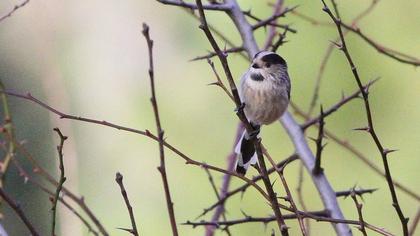 Uzunkuyruklu baştankara