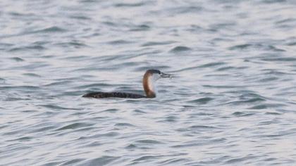 Kızılgerdanlı dalgıç