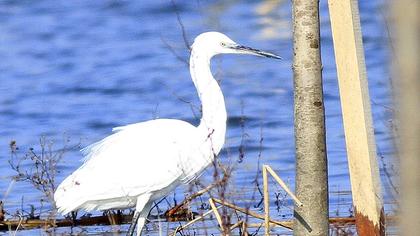 Küçük ak balıkçıl