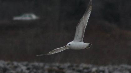 Küçük gümüş martı