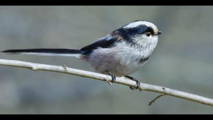Uzunkuyruklu baştankara