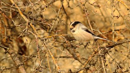 Uzunkuyruklu baştankara