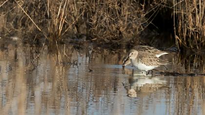 Karakarınlı kumkuşu