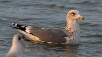 Kuzey gümüş martı