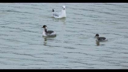 Karaboyunlu batağan