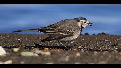 White Wagtail