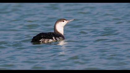 Kızılgerdanlı dalgıç