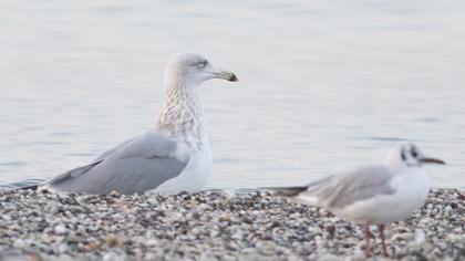 Kuzey gümüş martı