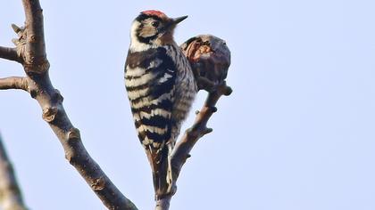 Küçük ağaçkakan