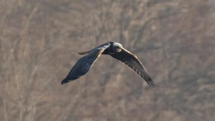 Western Marsh Harrier