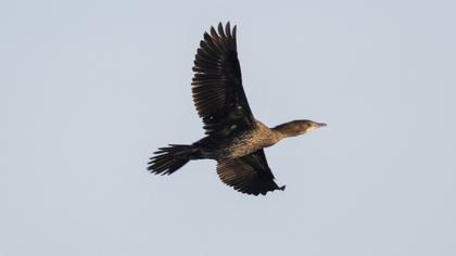 Pygmy Cormorant