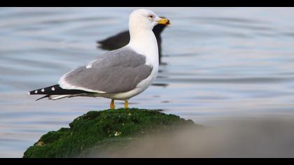Van gölü martısı