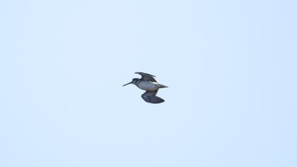 Küçük suçulluğu