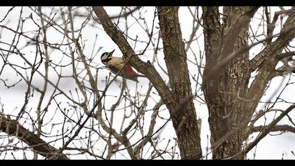 Orman alaca ağaçkakanı