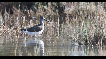Green Sandpiper