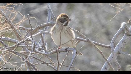 Bataklık Kirazkuşu