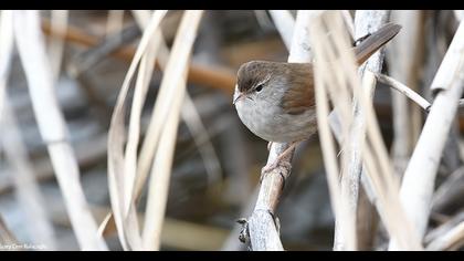 Kamışbülbülü