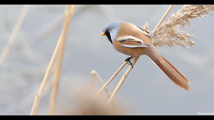 Bıyıklı baştankara