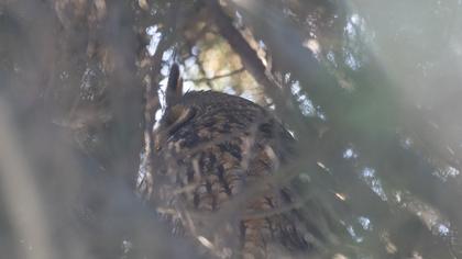 Kulaklı orman baykuşu