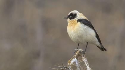 Karakulaklı kuyrukkakan
