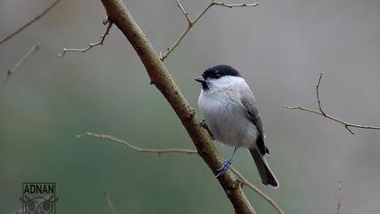 Kayın baştankarası