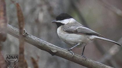 Akyanaklı baştankara