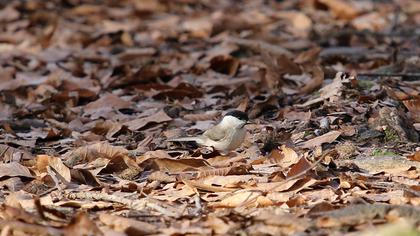 Kayın baştankarası