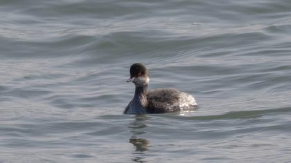 Karaboyunlu batağan