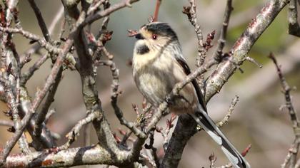 Uzunkuyruklu baştankara