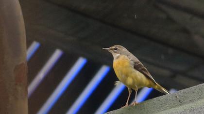 Dağ kuyruksallayanı