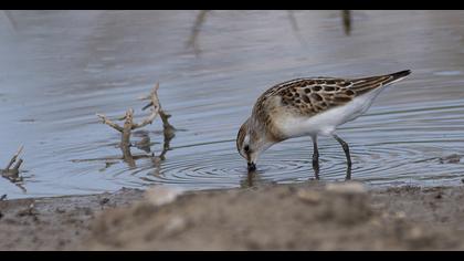 Karakarınlı kumkuşu