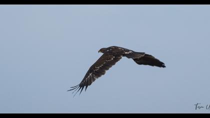 Büyük orman kartalı