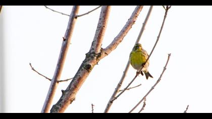 European Serin
