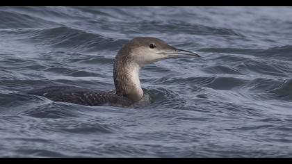Karagerdanlı dalgıç