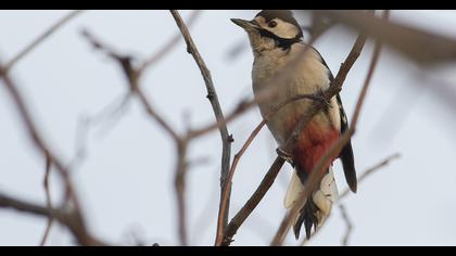 Orman alaca ağaçkakanı
