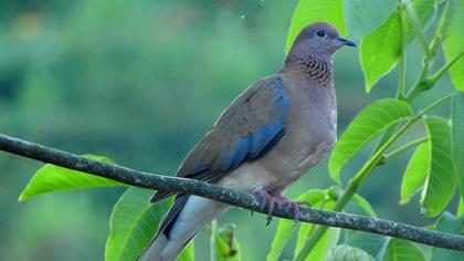 Laughing Dove