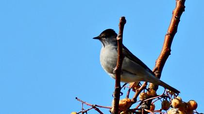 Karabaşlı ötleğen