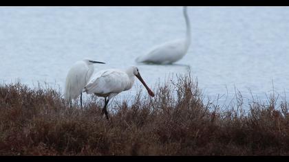 Küçük ak balıkçıl