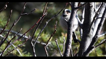 Uzunkuyruklu baştankara