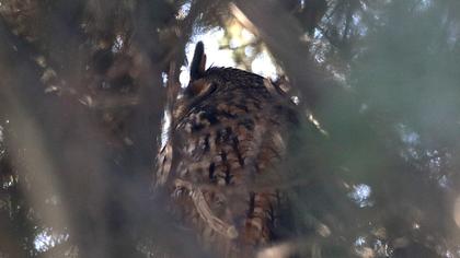 Kulaklı orman baykuşu