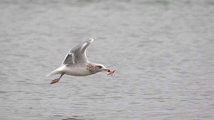 Kuzey gümüş martı