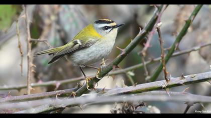 Sürmeli çalıkuşu