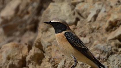 Karakulaklı kuyrukkakan