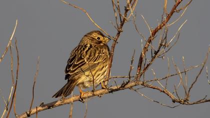 Corn Bunting