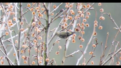 Eurasian Siskin
