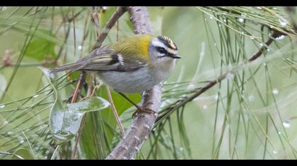 Sürmeli çalıkuşu